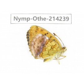 Brenthis daphne ssp. China, Heilongjiang, Mudanjiang. 1M. Nymp-Othe-214239.