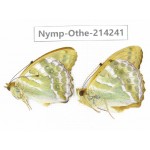 Argynnis paphia ssp. China, Heilongjiang, Mudanjiang. 2M. Nymp-Othe-214241.
