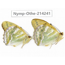 Argynnis paphia ssp. China, Heilongjiang, Mudanjiang. 2M. Nymp-Othe-214241.