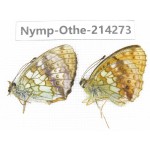 Brenthis ino. China, Heilongjiang, Mudanjiang. 1P. Nymp-Othe-214273.