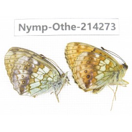 Brenthis ino. China, Heilongjiang, Mudanjiang. 1P. Nymp-Othe-214273.
