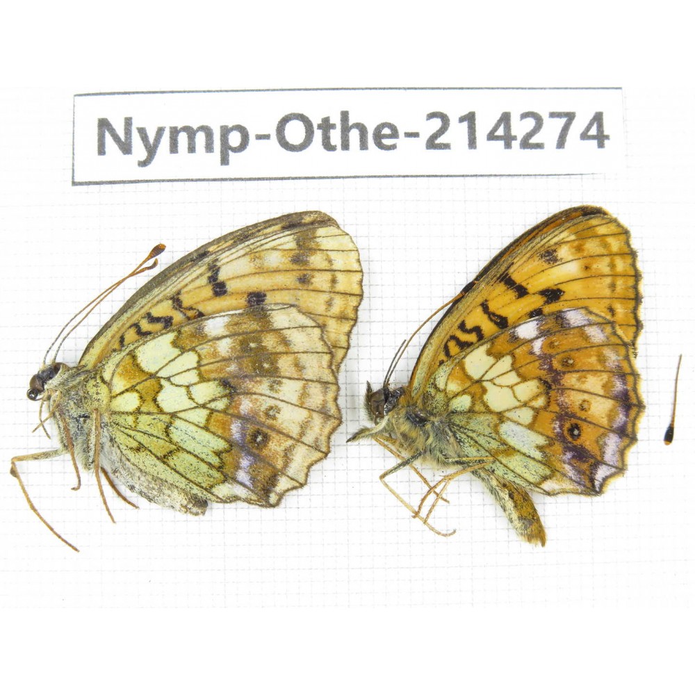 Brenthis ino. China, Heilongjiang, Mudanjiang. 1P. Nymp-Othe-214274.