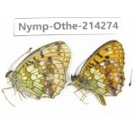 Brenthis ino. China, Heilongjiang, Mudanjiang. 1P. Nymp-Othe-214274.