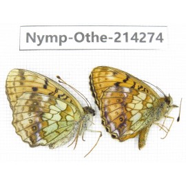 Brenthis ino. China, Heilongjiang, Mudanjiang. 1P. Nymp-Othe-214274.