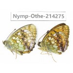Brenthis ino. China, Heilongjiang, Mudanjiang. 1P. Nymp-Othe-214275.