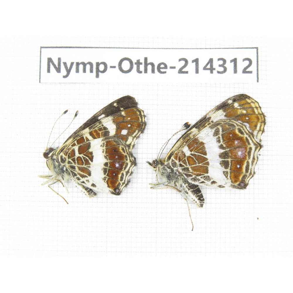 Arasschnia levana ssp. China, Heilongjiang, Mudanjiang. 1P. Nymp-Othe-214312.