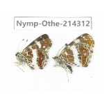 Arasschnia levana ssp. China, Heilongjiang, Mudanjiang. 1P. Nymp-Othe-214312.
