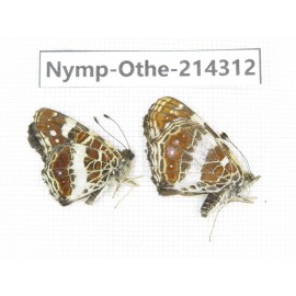 Arasschnia levana ssp. China, Heilongjiang, Mudanjiang. 1P. Nymp-Othe-214312.
