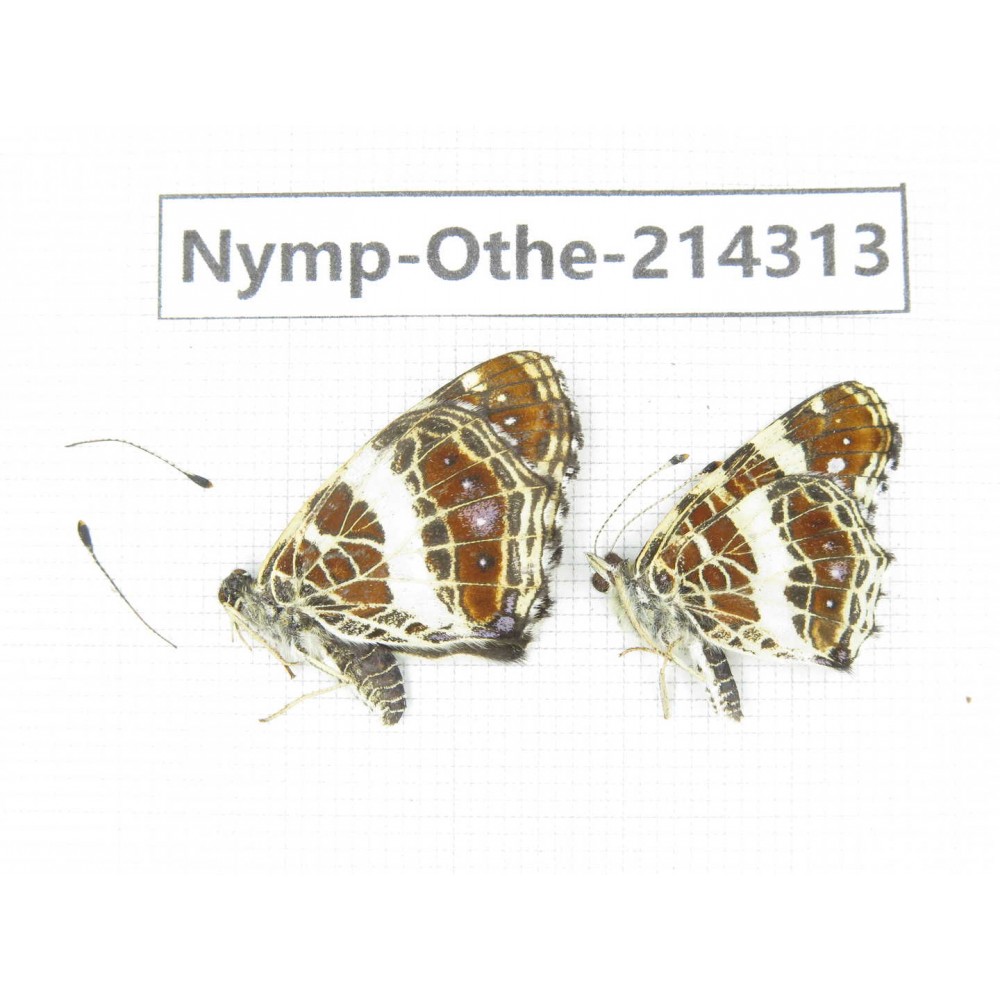 Arasschnia levana ssp. China, Heilongjiang, Mudanjiang. 1P. Nymp-Othe-214313.