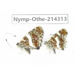 Arasschnia levana ssp. China, Heilongjiang, Mudanjiang. 1P. Nymp-Othe-214313.