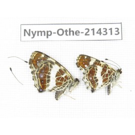 Arasschnia levana ssp. China, Heilongjiang, Mudanjiang. 1P. Nymp-Othe-214313.