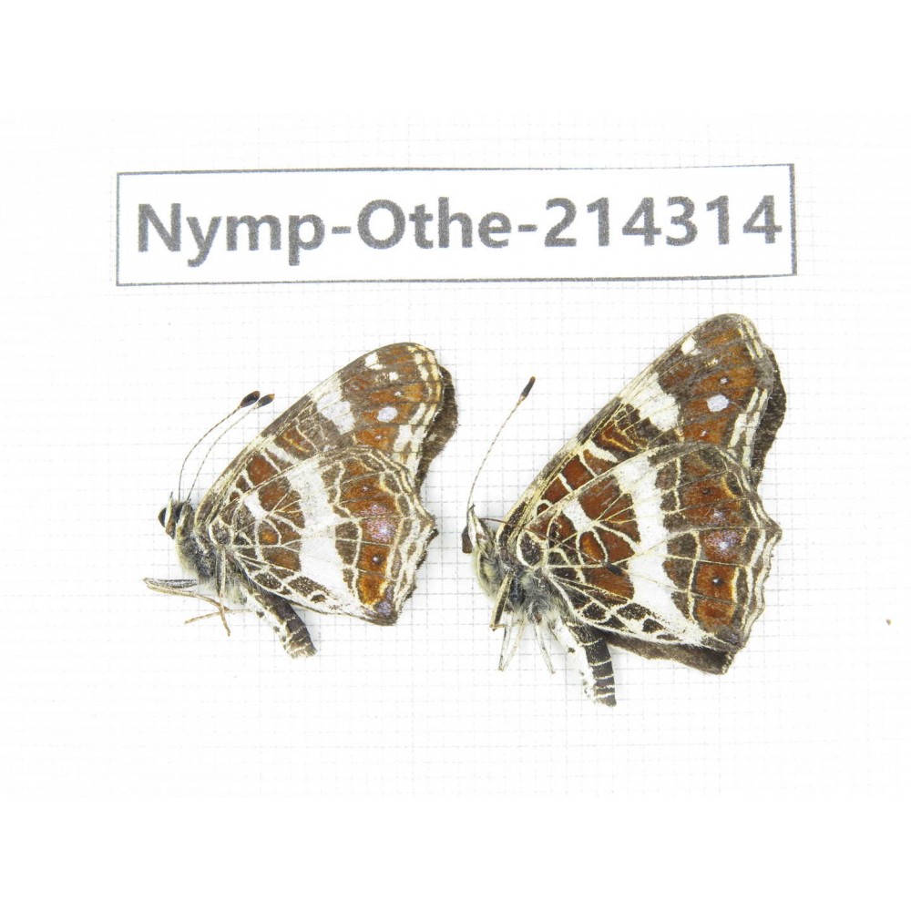 Arasschnia levana ssp. China, Heilongjiang, Mudanjiang. 2M. Nymp-Othe-214314.