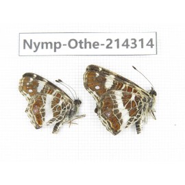Arasschnia levana ssp. China, Heilongjiang, Mudanjiang. 2M. Nymp-Othe-214314.
