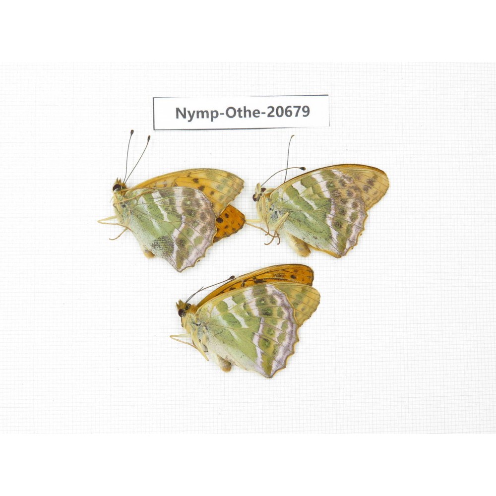 Argynnis pophia ssp. China, Inner Mongolia, Mt.Daxinganling. Genhe. 3M. Nymp-Othe-20679.