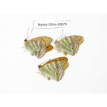 Argynnis pophia ssp. China, Inner Mongolia, Mt.Daxinganling. Genhe. 3M. Nymp-Othe-20679.