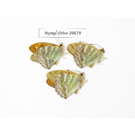 Argynnis pophia ssp. China, Inner Mongolia, Mt.Daxinganling. Genhe. 3M. Nymp-Othe-20679.