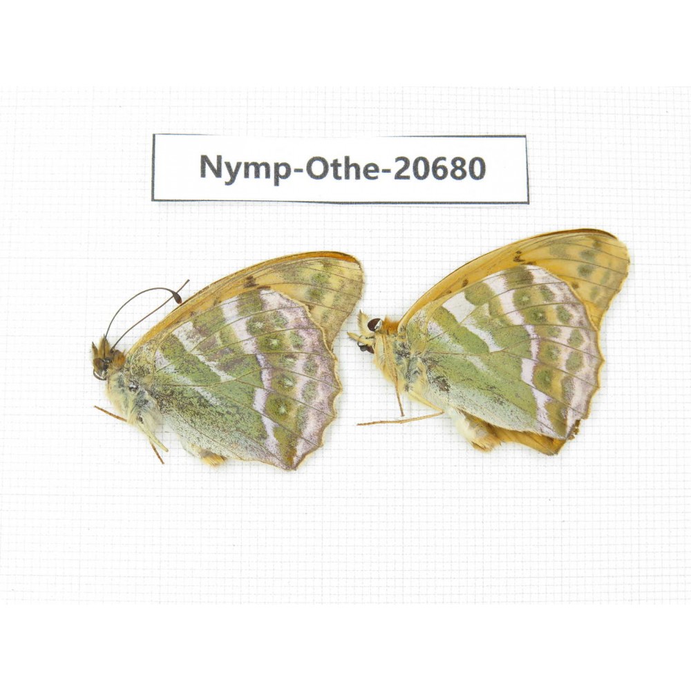 Argynnis pophia ssp. China, Inner Mongolia, Mt.Daxinganling. Genhe. 2M. Nymp-Othe-20680.