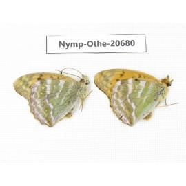 Argynnis pophia ssp. China, Inner Mongolia, Mt.Daxinganling. Genhe. 2M. Nymp-Othe-20680.