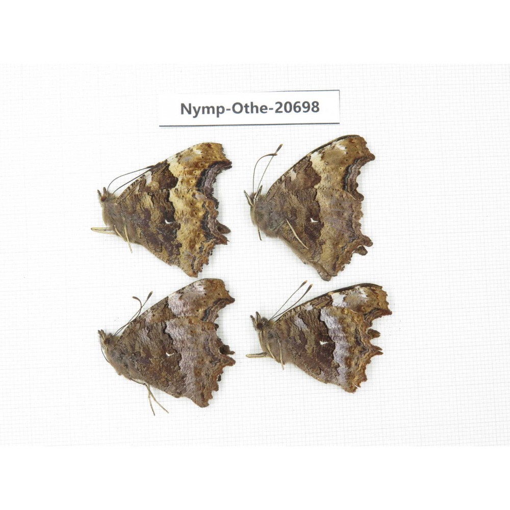 Nymphalia vau-album ssp. China, Inner Mongolia, Mt.Daxinganling. Genhe. 4M. Nymp-Othe-20698.