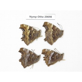 Nymphalia vau-album ssp. China, Inner Mongolia, Mt.Daxinganling. Genhe. 4M. Nymp-Othe-20698.