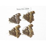Nymphalia vau-album ssp. China, Inner Mongolia, Mt.Daxinganling. Genhe. 4M. Nymp-Othe-20699.