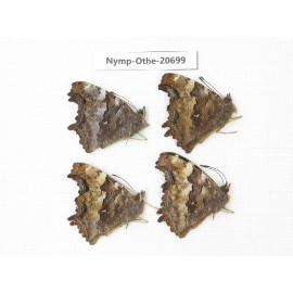 Nymphalia vau-album ssp. China, Inner Mongolia, Mt.Daxinganling. Genhe. 4M. Nymp-Othe-20699.