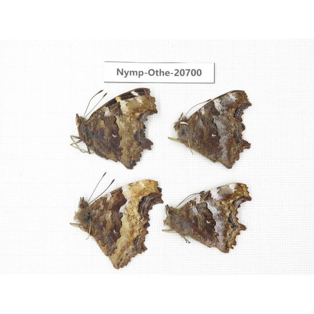 Nymphalia vau-album ssp. China, Inner Mongolia, Mt.Daxinganling. Genhe. 4M. Nymp-Othe-20700.
