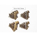 Nymphalia vau-album ssp. China, Inner Mongolia, Mt.Daxinganling. Genhe. 4M. Nymp-Othe-20700.