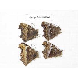 Nymphalia vau-album ssp. China, Inner Mongolia, Mt.Daxinganling. Genhe. 4M. Nymp-Othe-20700.