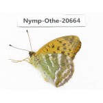 Argynnis pophia ssp. China, Inner Mongolia, Mt.Daxinganling. Jinhe. 1M. Nymp-Othe-20664.