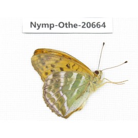 Argynnis pophia ssp. China, Inner Mongolia, Mt.Daxinganling. Jinhe. 1M. Nymp-Othe-20664.