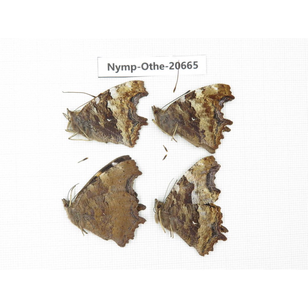 Nymphalia vau-album ssp. China, Inner Mongolia, Mt.Daxinganling. Jinhe. 4M. Nymp-Othe-20665.