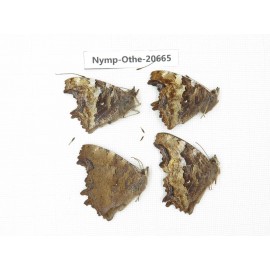 Nymphalia vau-album ssp. China, Inner Mongolia, Mt.Daxinganling. Jinhe. 4M. Nymp-Othe-20665.
