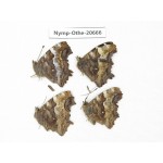 Nymphalia vau-album ssp. China, Inner Mongolia, Mt.Daxinganling. Jinhe. 4M. Nymp-Othe-20666.