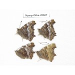 Nymphalia vau-album ssp. China, Inner Mongolia, Mt.Daxinganling. Jinhe. 4M. Nymp-Othe-20667.