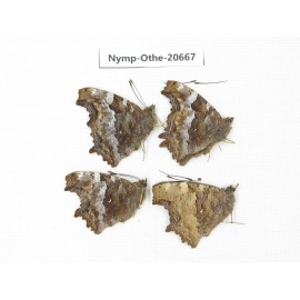 Nymphalia vau-album ssp. China, Inner Mongolia, Mt.Daxinganling. Jinhe. 4M. Nymp-Othe-20667.