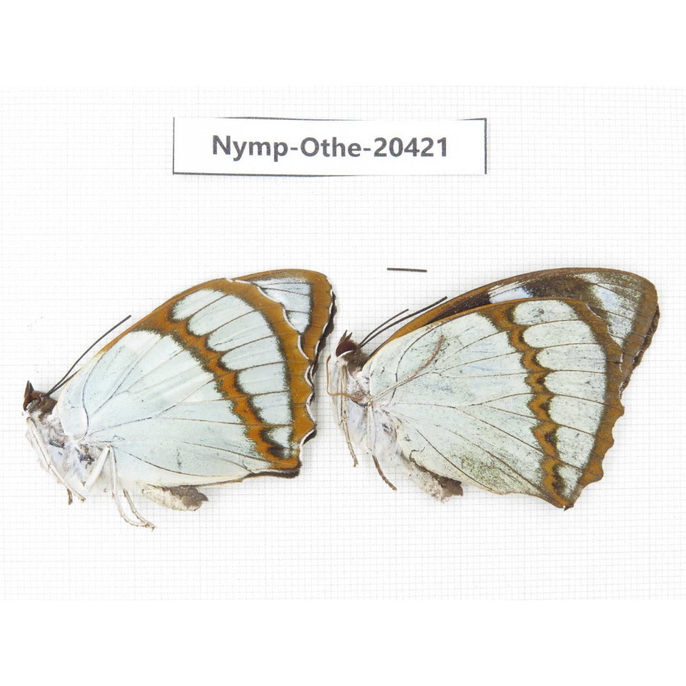 Mimathyma schrenckii ssp. China, Jilin, Mt.Changbaishan. 2M. Nymp-Othe-20421.