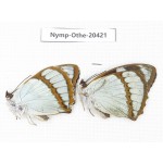 Mimathyma schrenckii ssp. China, Jilin, Mt.Changbaishan. 2M. Nymp-Othe-20421.