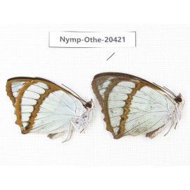 Mimathyma schrenckii ssp. China, Jilin, Mt.Changbaishan. 2M. Nymp-Othe-20421.