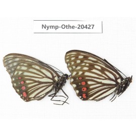 Hestina assimilis ssp. China, Jilin, Mt.Changbaishan. 2M. Nymp-Othe-20427.