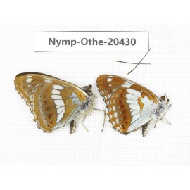 Limenitis amphyssa ssp. China, Jilin, Mt.Changbaishan. 2M. Nymp-Othe-20430.