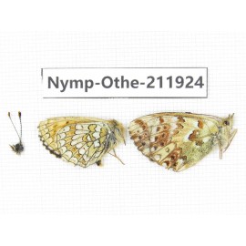 Boloria sp. China, Qinghai, Dulan county, Xiariha. 2M. Nymp-Othe-211924.