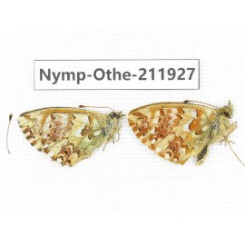 Boloria sp. China, Qinghai, Dulan county, Xiariha. 2M. Nymp-Othe-211927.
