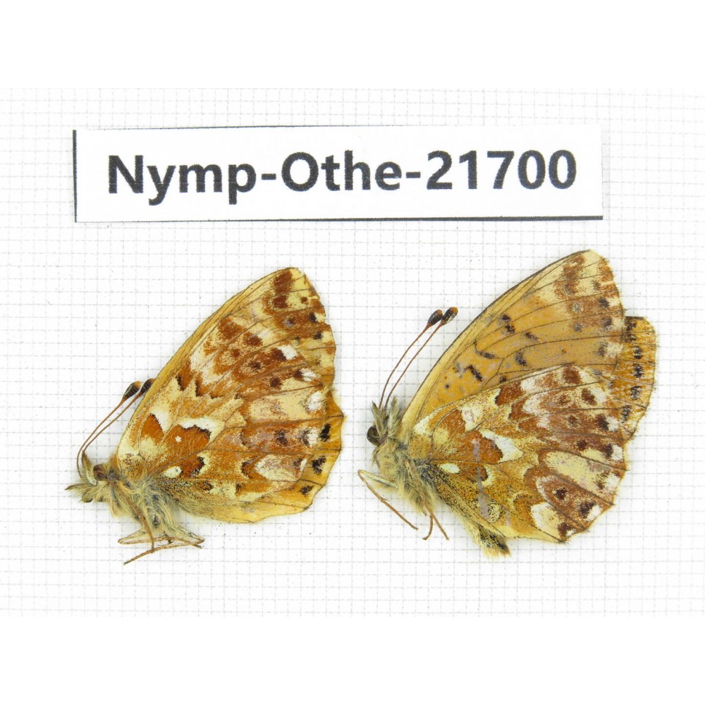 Boloria sp. China, Qinghai, E of Delingha. 2M. Nymp-Othe-21700.