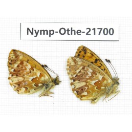Boloria sp. China, Qinghai, E of Delingha. 2M. Nymp-Othe-21700.