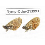 Clossiana sp. China, Qinghai, Haibei, Qilian county, Mt.Zhuoershan. 2M. Nymp-Othe-213993.