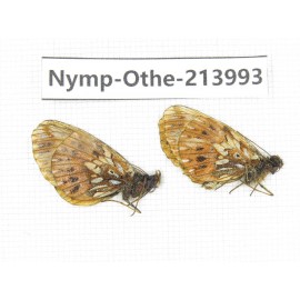 Clossiana sp. China, Qinghai, Haibei, Qilian county, Mt.Zhuoershan. 2M. Nymp-Othe-213993.