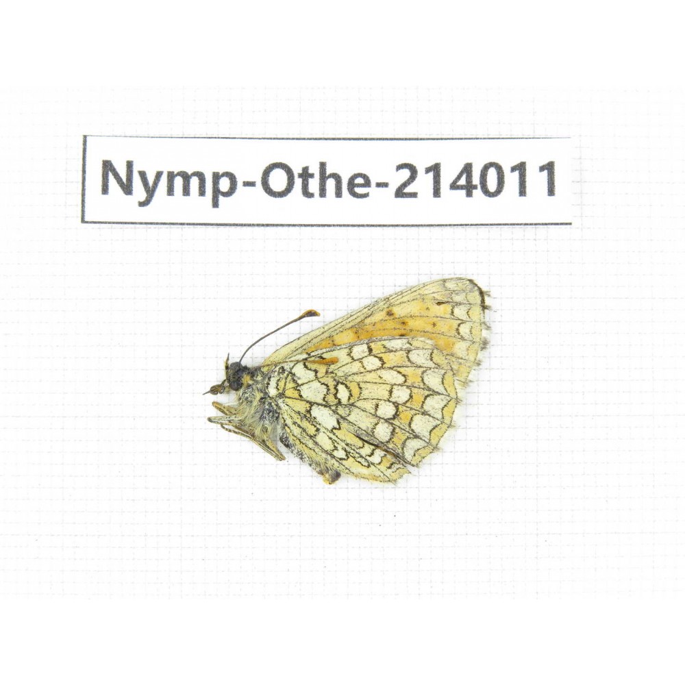 Melitaea sp. China, Qinghai, Haixi, Dulan county, Mt.Buerhanbudashan. 1F. Nymp-Othe-214011.