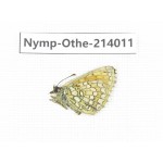 Melitaea sp. China, Qinghai, Haixi, Dulan county, Mt.Buerhanbudashan. 1F. Nymp-Othe-214011.