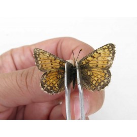 Melitaea sp. China, Qinghai, Haixi, Dulan county, Mt.Buerhanbudashan. 1F. Nymp-Othe-214011.